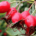 Wholesale Purchase of Wild Rosehip