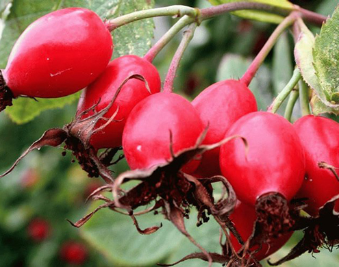 Wholesale Purchase of Wild Rosehip