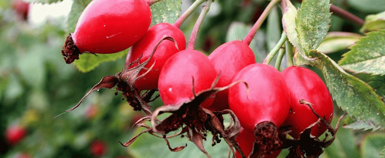 Wholesale Purchase of Wild Rosehip