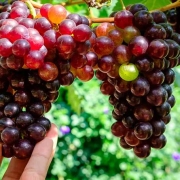 Wholesale Grape from Iran | Buy Bulk Grape + Price
