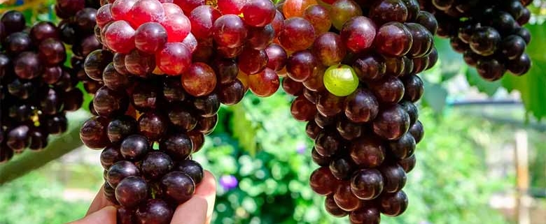 Wholesale Grape from Iran | Buy Bulk Grape + Price