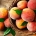Wholesale Peach from Iran | Buy Bulk Peach + Price