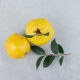 Wholesale Quince from Iran | Buy Bulk Quince + Price